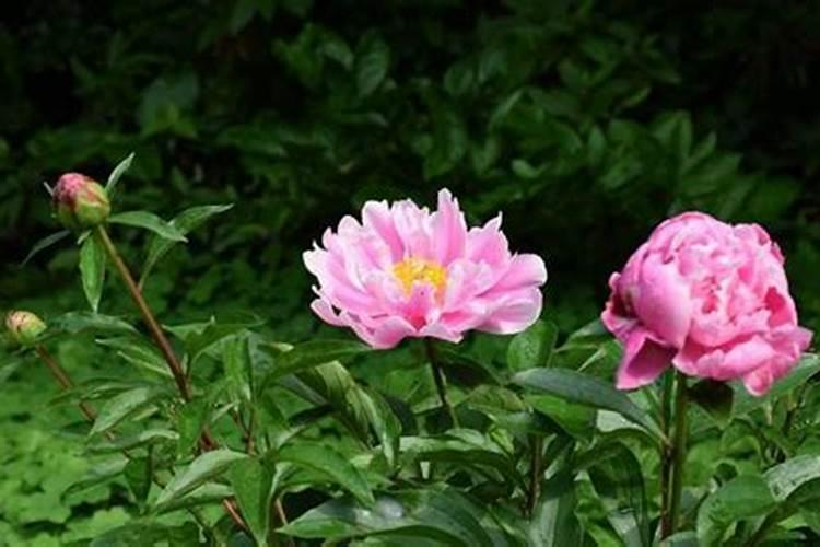 含磷低的食物一览表 含磷低的食物有什么