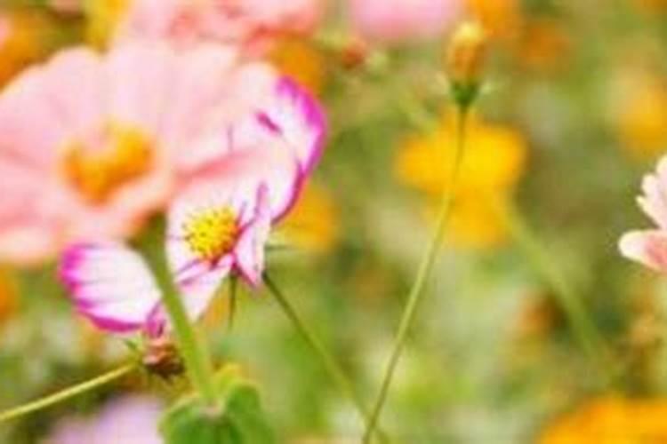 三角梅施什么肥最好？