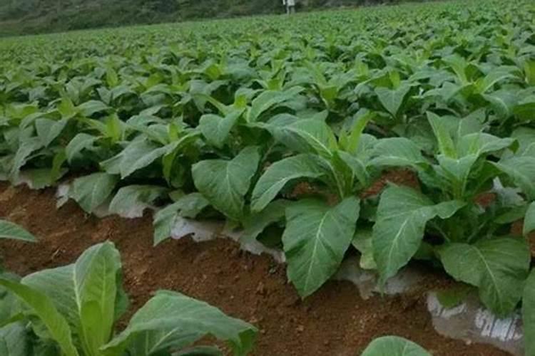 烟草施硫酸钾最佳时间 使用方法有哪些