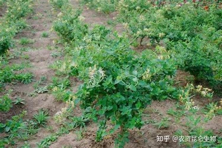 金银花的叶子边缘最近有点泛黄,有人知道怎么回事吗？