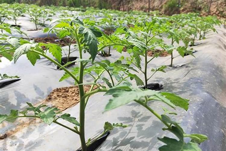 西红柿防脐腐病用什么钙做底肥