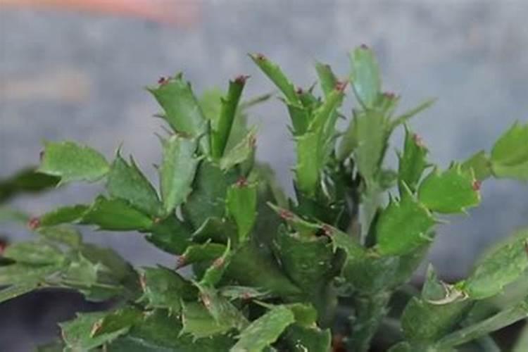 蟹爪兰打花苞怎么浇水施肥