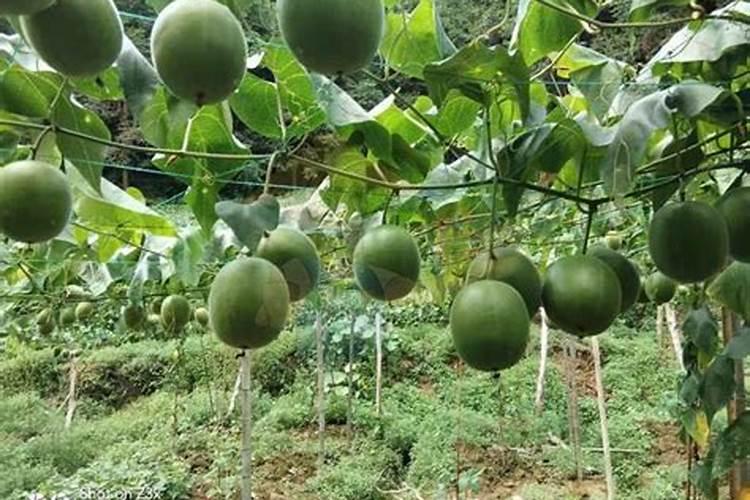 无花果结果期如何管理？无花果树冲施什么肥料好？