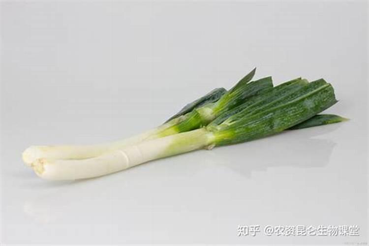白蒜的市场效益好,怎么提高白蒜种植的产量？