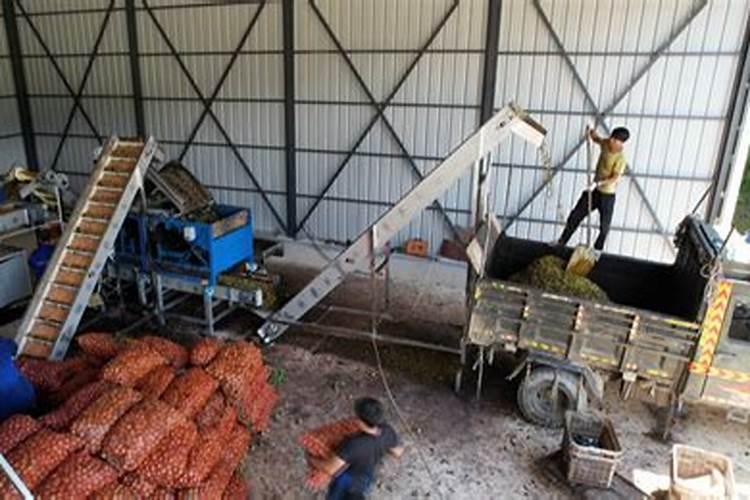 核桃树才施什么肥怎样才能长核桃