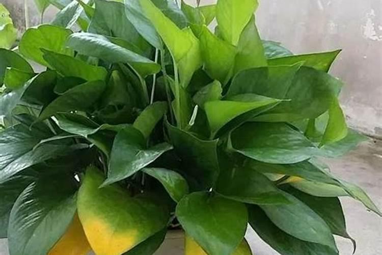 什么叶面肥能使叶子快速变绿变厚什么肥料可以使叶片肥厚