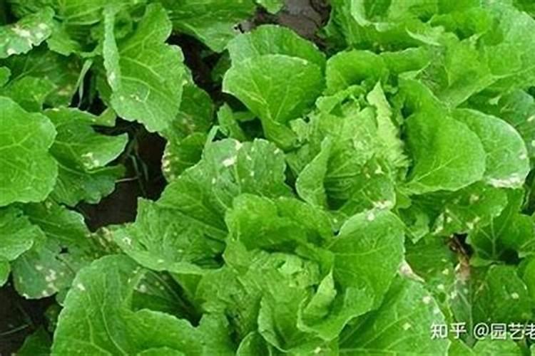 块地大白菜多种病害,求综合防治