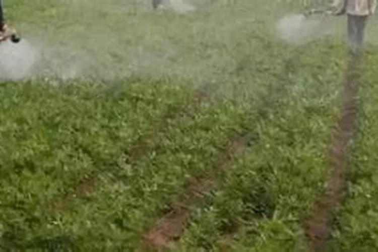 花生增产用什么叶面肥