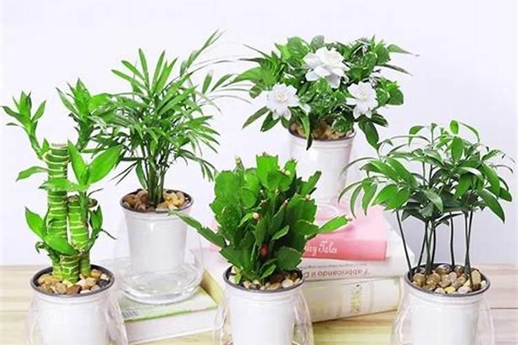 莘县叶面肥:花生应该什么时候喷施叶面肥？喷施什么叶面肥？