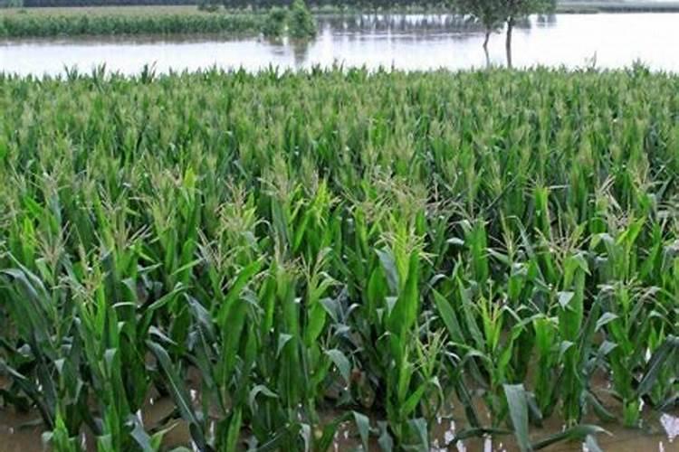 花生增产用什么叶面肥