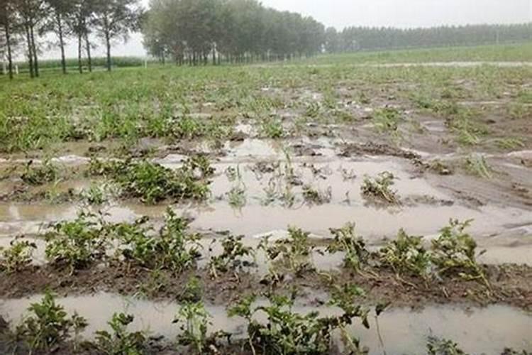 花生浇完水用上肥料吗
