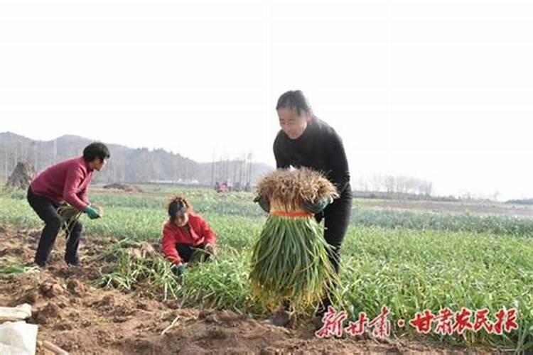 种的大蒜怎么样管理,才能使大蒜长的大？