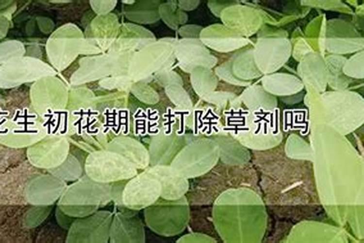 花生需要打叶面肥吗,花生叶面肥选择及使用方法