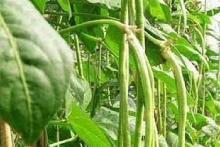 豇豆适合用磷肥吗