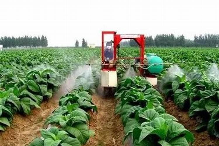 叶面肥多久用一次效果好？使用过多会有哪些危害？