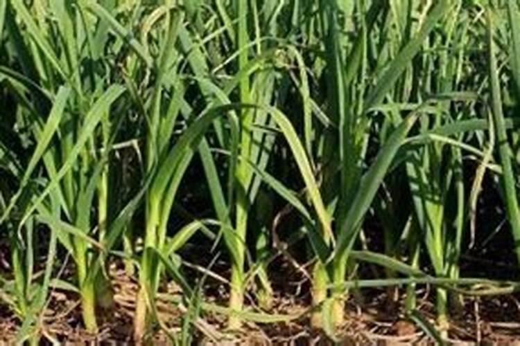 大蒜反清水上什么肥料？