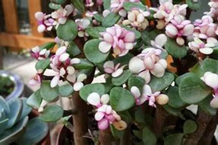 怎么给金枝玉叶施肥？