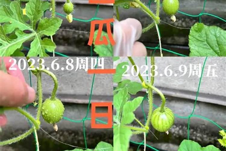 农户种植西瓜,一般多久追一次肥呢？追肥时需要注意些什么？