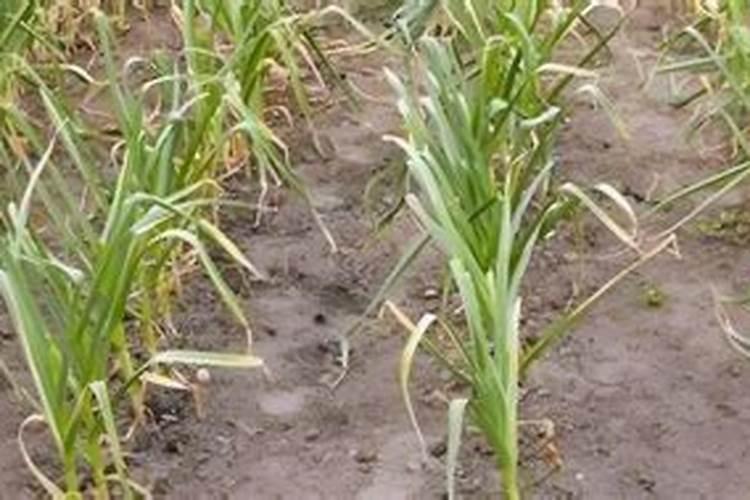 种大蒜上什么肥料好蒜头大