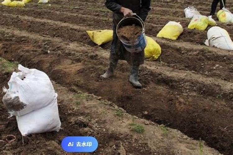 冲施肥需要注意哪些事项？天麻冲施肥有用吗？