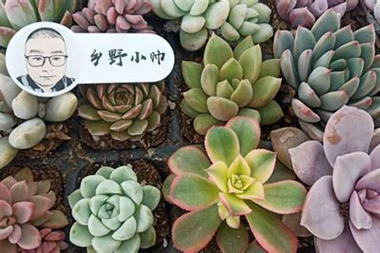 多肉植物能喷磷钾肥吗