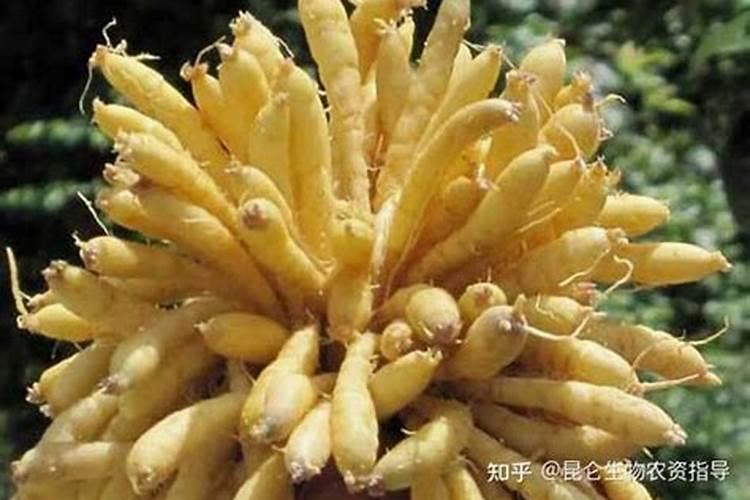 太子参施什么肥