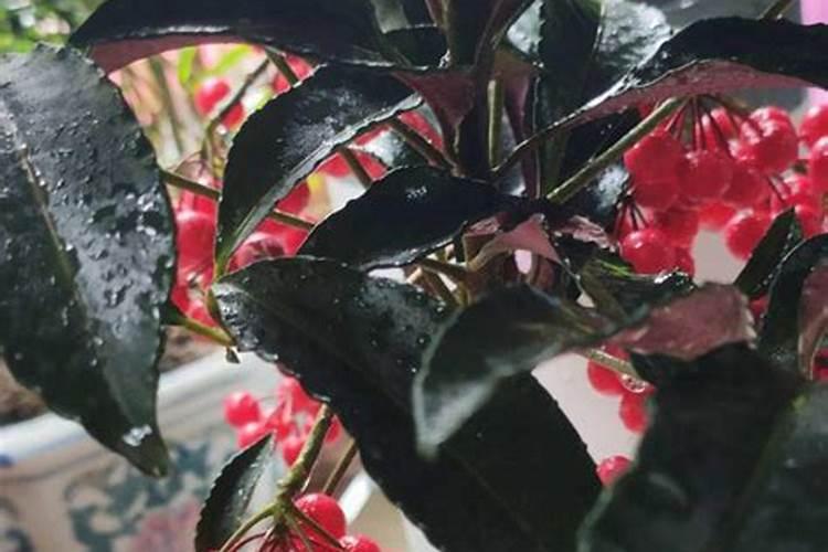 朱砂根什么时候开花