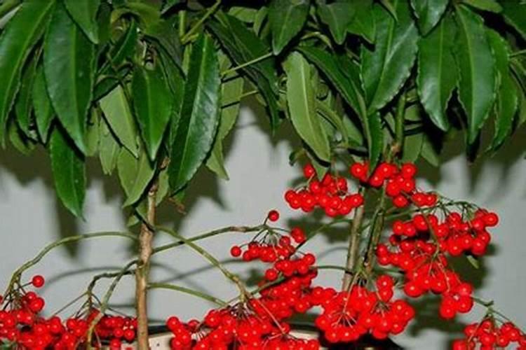 朱砂根什么时候开花