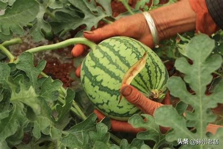 西瓜什么时候施硼肥