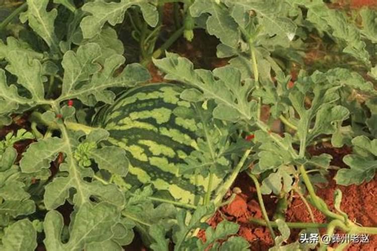 西瓜膨大期可以冲施3个15芭田布衣皇后吗