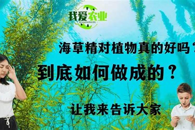 海藻叶面肥哪家好