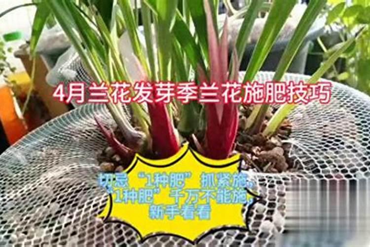 红梅什么时候长花苞