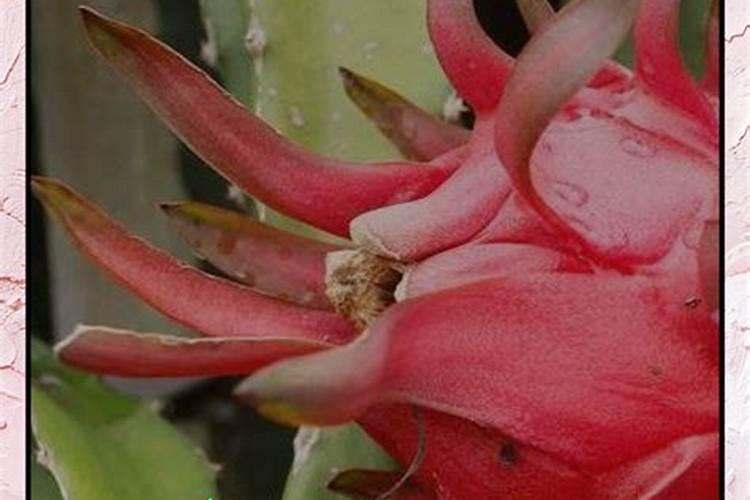 火龙果有点酸是啥原因？火龙果有点酸正常吗