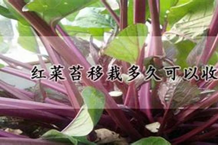 红菜苔移栽后多久可以施肥