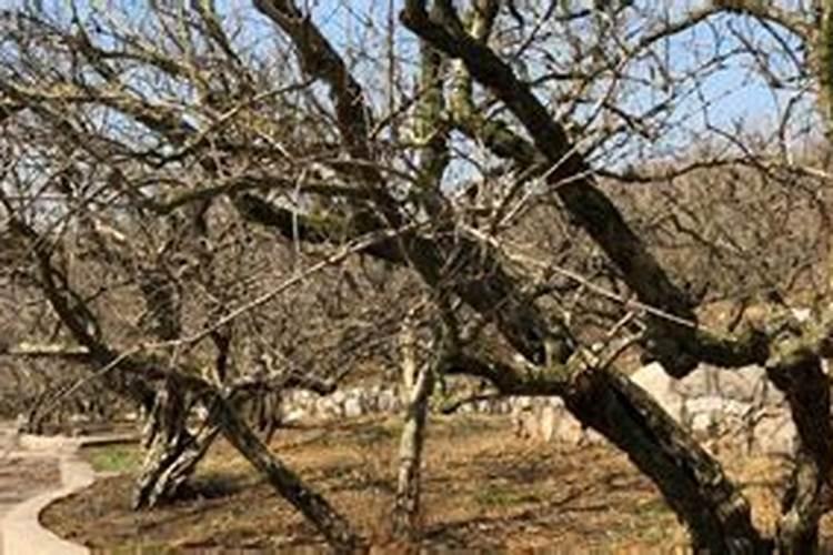 石榴树冬天怎么养护 石榴树冬天的养护方式