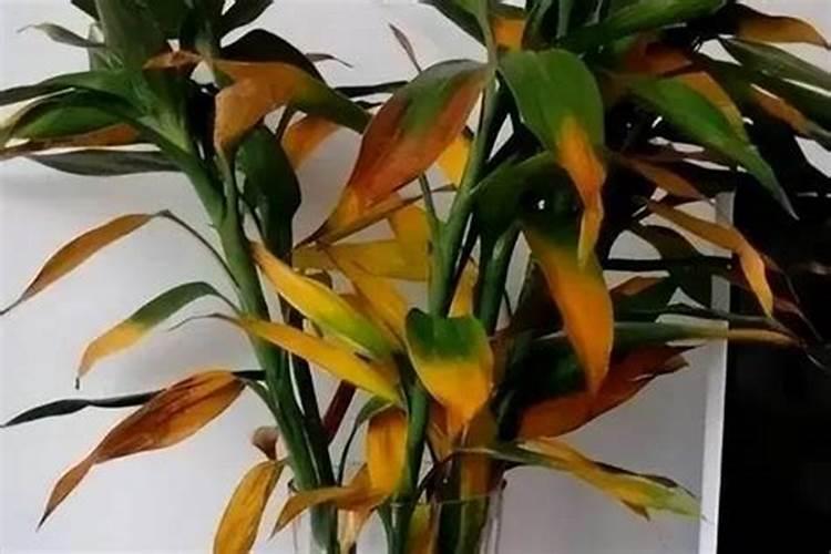 矿源黄腐酸钾用量过多导致作物叶子发黄是什么原因？