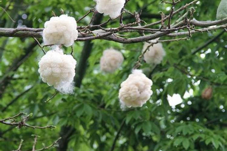 木棉花一年开几次花？