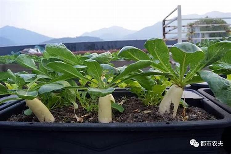 种红薯要放底肥吗