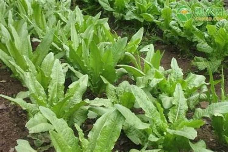 蓝莓一月份开花正常吗