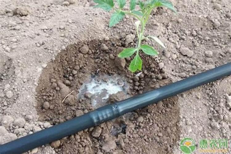 玉米常见的含磷的碱性普通肥料及水溶滴灌肥料有几种,最简介