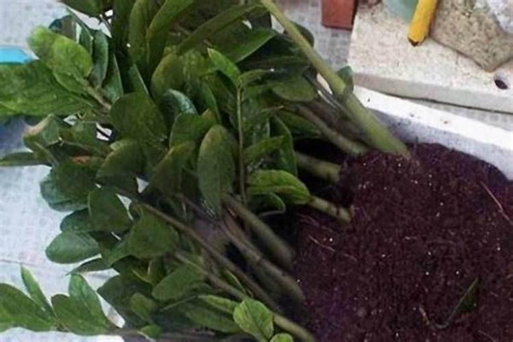 金钱树移盆后几天能施肥