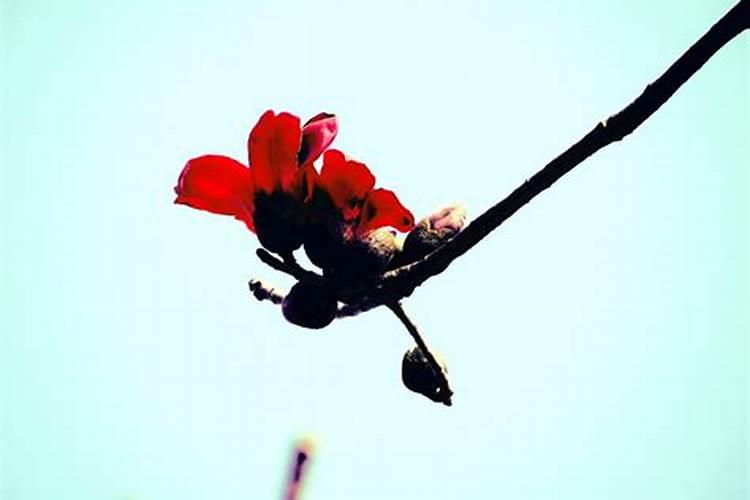 木棉花怎么做肥料