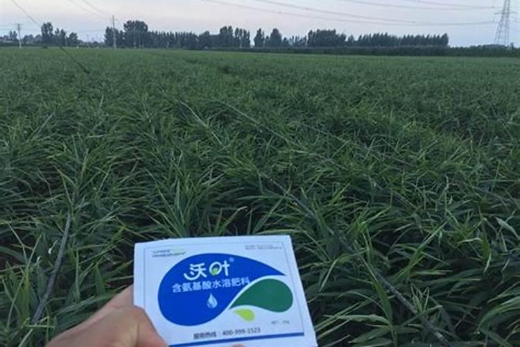 青菜在秋天种植的时候该怎么去施肥？一般施什么肥料？多久需要施肥一次...