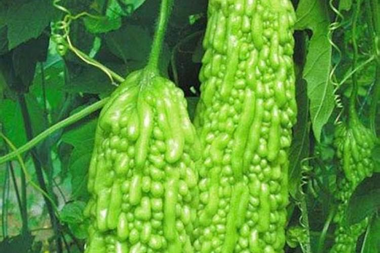 苦瓜最喜欢什么肥料