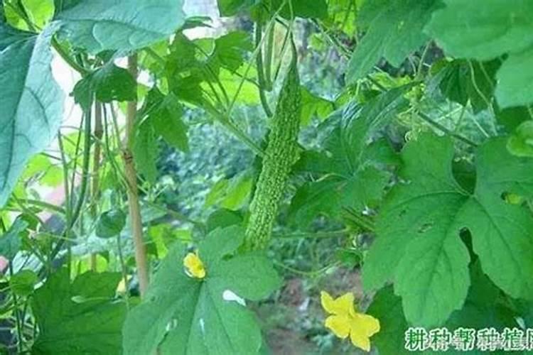 苦瓜施什么肥长得最好
