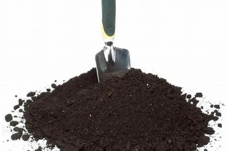 辣椒怎样育苗和管理