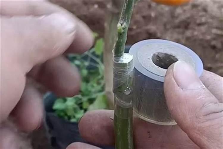 柑橘幼树不抽梢