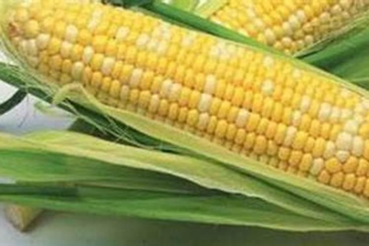 在东北怎样对玉米施锌肥