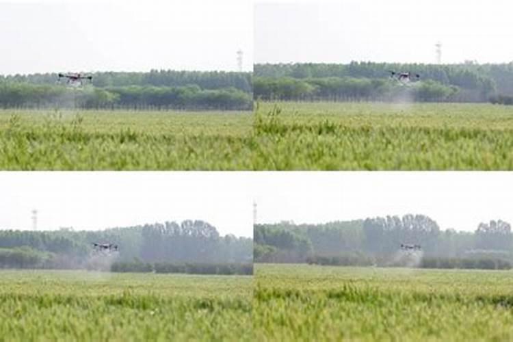 小麦叶面肥什么时候用好