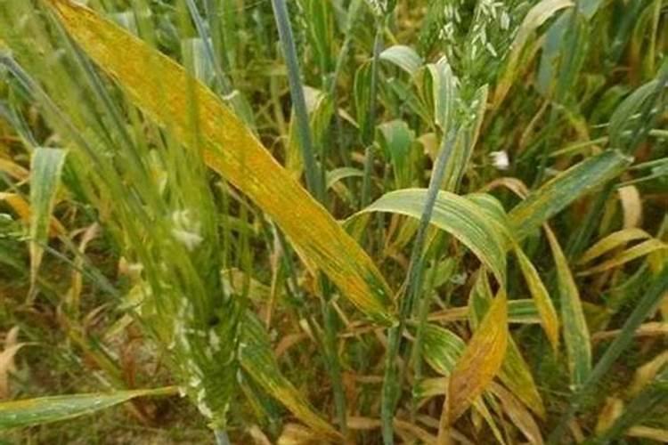 小麦条锈病的防治方法